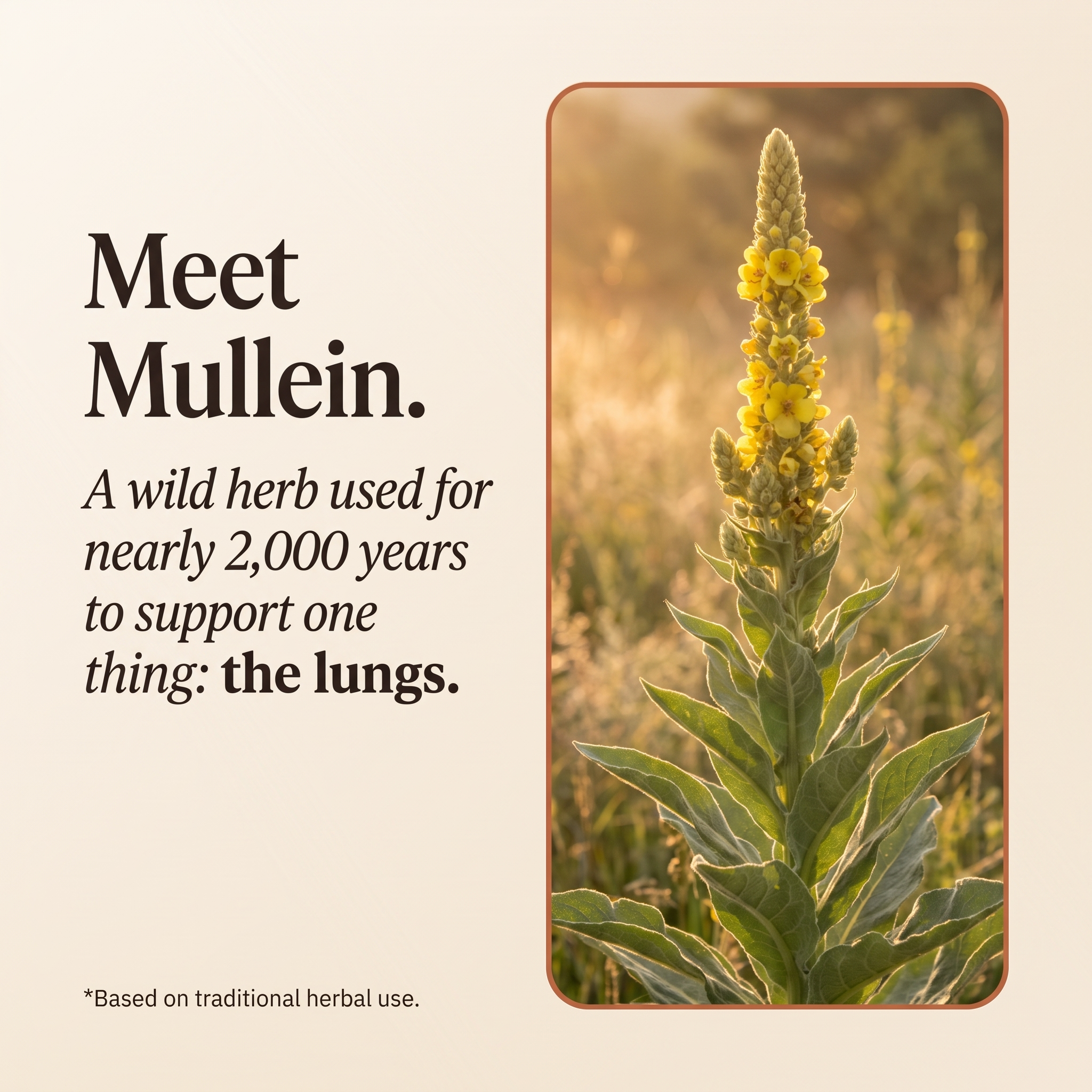 ThriveOn™ Mullein Gummies